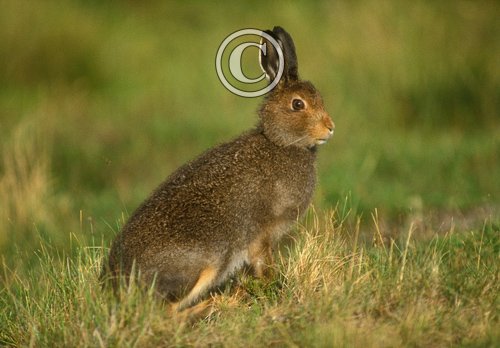 Mountain or Blue Hare in Summer Coat DM0752